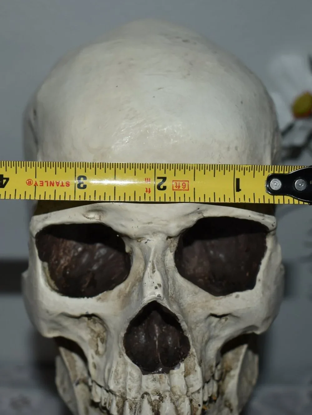 Gothic Horror Realistic Skeleton Skull on Pedestal Spooky Halloween Decor
